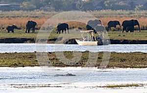 African Safari in Chobe national park