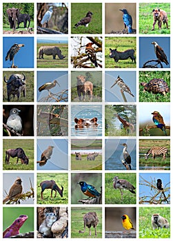 African safari collage. Wildlife variety