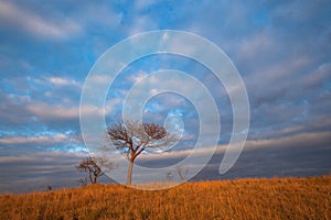 African Safari Color Sunrise