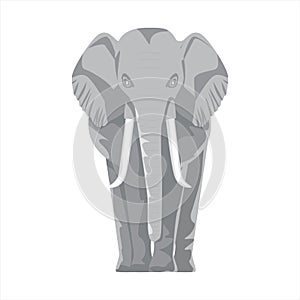 African safari elephant with front view. Flat and solid color style vector illustration.