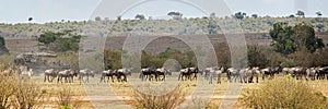 African Safari Game Drive Web Banner