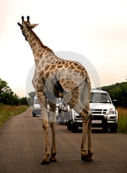 African safari. Giraffe