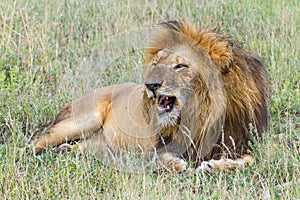 African Safari- Lion with funny snarl in Tanzania, Africa