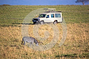 African Safari Tourists Photographing Zebra