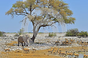 African safari view