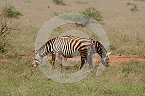 African safari- zebras