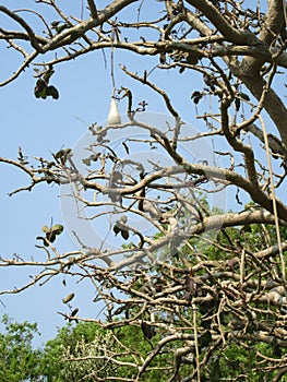 An African Sausage Tree