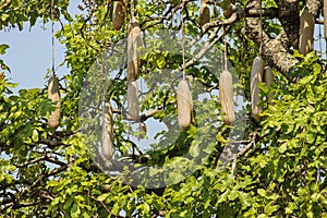 African sausage tree kigelia africana fruits hanging from branches