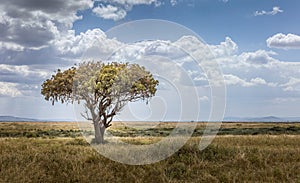 African sausage tree, Kigelia africana in the wide landscape of the Serengeti, Tanzania