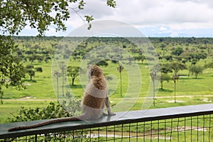 Monkey`s point of view in Tarangire Park, Tanzania.