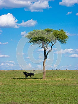 African savanna