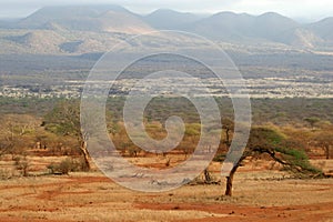 African Savanna photo