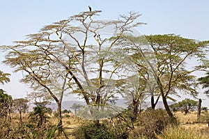 African savanna