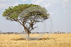 African savanna