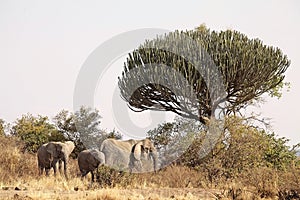 African savanna