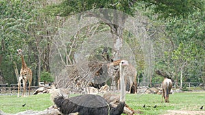 African savanna animals graze in glade of the world famous khao kheo zoo in Thailand. Giraffes, buffaloes, ostriches