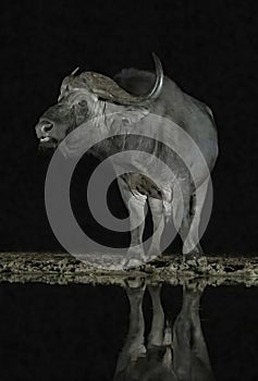 African savanna buffalo a night hide