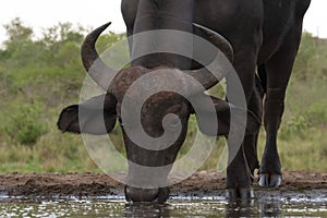 African savanna buffalo at Tamboti Hide