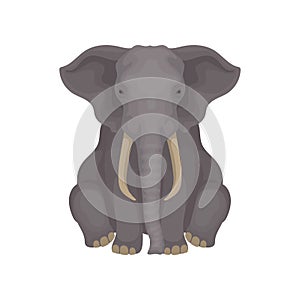 African savanna elephant sitting isolated on white background. Animal with large ears, long trunk and tusks. Flat vector
