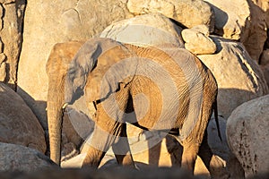 African savanna elephant tusks, Loxodonta africana, looking at camera