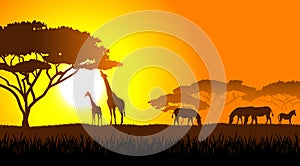 African savanna an evening landscape