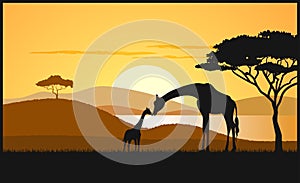 African savanna an evening landscape