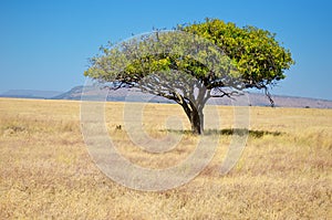 African savanna grassland landscape, acacia tree in savannah in Africa