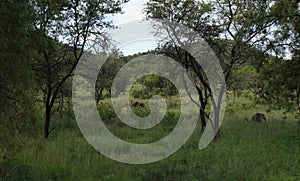 African Savanna grassland and valley photo