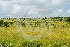 African savanna landscape