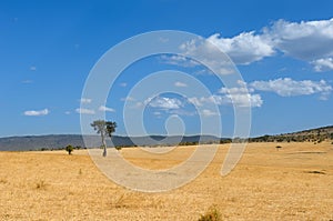 African savanna landscape, Masai Mara park, Kenya, Africa