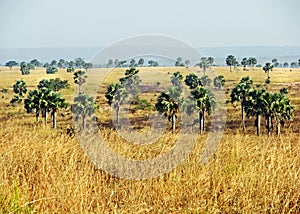 African savanna landscape & palm trees Uganda