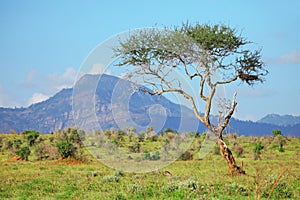 African savanna photo