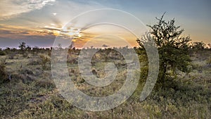 African Savanna plain at sunset