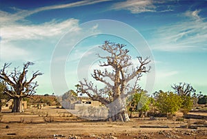 African savanna with typical baobab tree in Senegal, Africa. It's near Dakar. In the background is a blue sky