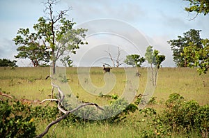 African Savannah