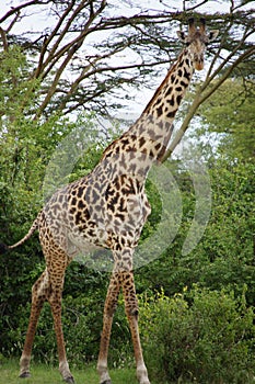 African savannah animals giraffe tanzania