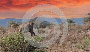 African savannah elephant in Kenya