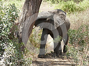 African savannah elephant (Loxodonta africana)in Serengeti National park, Tanzania, Africa