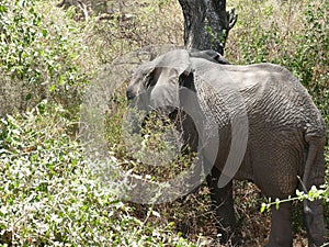 African savannah elephant (Loxodonta africana)in Serengeti National park, Tanzania, Africa