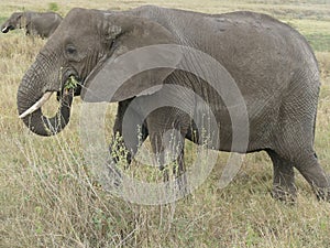 African savannah elephant (Loxodonta africana)in Serengeti National park, Tanzania, Africa