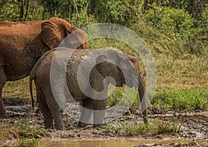 African savannah elephant mother with her child at a waterhole at the Hluhluwe iMfolozi Park