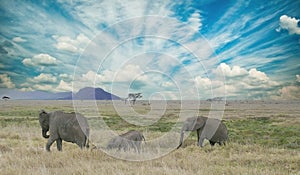 African savannah elephant with young in Tarangire