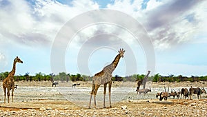 African savannah in Etosha with herd of giraffe, Oryx and Eland