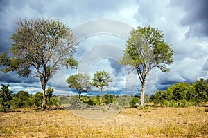 African savannah - flat bushveld photo