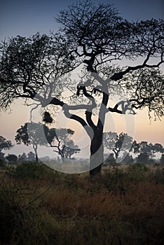 African savannah, Game reserve like Kruger Park and the Serengeti, African bushveld and wilderness area.