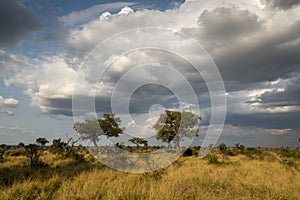 African savannah, Game reserve like Kruger Park and the Serengeti, African bushveld and wilderness area.