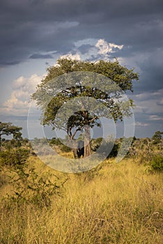 African savannah, Game reserve like Kruger Park and the Serengeti, African bushveld and wilderness area.