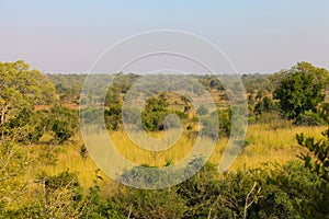 African Savannah grassland and bush in South African wilderness reserve