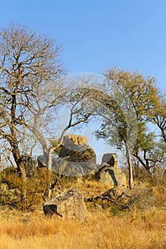 African Savannah grassland and bush in South African wilderness reserve