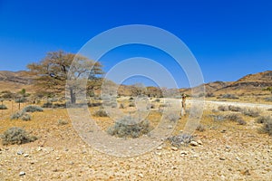 African savannah during a hot day. Namibia